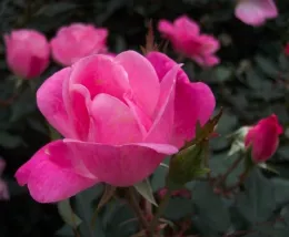 Pink Knock Out photo courtesy ARTS