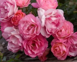 Sunrise Sunset photo courtesy ARTS