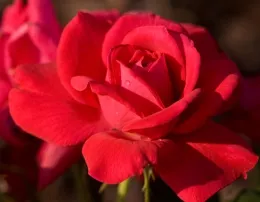 Super Hero photo courtesy ARTS