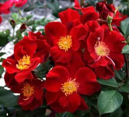 Top Gun photo courtesy ARTS