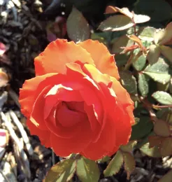 True Passion photo courtesy ARTS