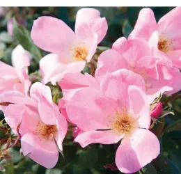 Blushing Knock Out photo courtesy ARTS