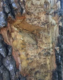 Fig2 QULObole MOB MJ