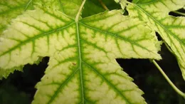 Leaf veins remain dark green with an iron deficiency. Utah State University