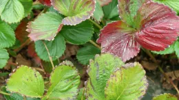 Nitrogen deficiency in strawberry. UC ANR