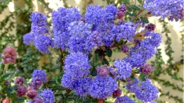 Ceanothus 'Dark Star' is a deer-resistant native shrub that requires no water once mature. Its blooms attract bees every spring. Photo: PlantMaster