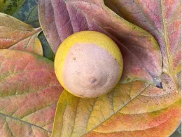 Blossom End Rot on a Bearss Lime