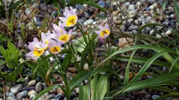Tulipa bakeri has soft pink petals and an orange center. Photo: Wikimedia Commons