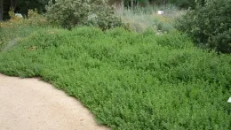 Low-growing, evergreen coyote bush (Baccharis pilularis 'Pigeon Point') snuffs out weeds as it spreads out. Photo: PlantMaster
