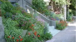 A combination of blooming perennials is a colorful sight. Photo: PlantMaster