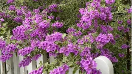 Deer avoid mint bush (Prostanthera ovalifolia) because the foliage is fragrant. Photo: Marie Narlock