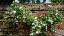 Climbing roses need support. Photo: Creative Commons