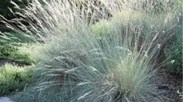 blue oat grass