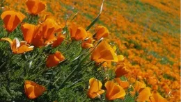 ca poppies