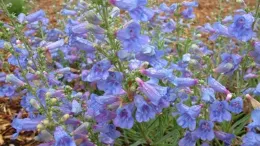 penstemon