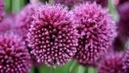 Allium