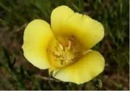 Calochortus