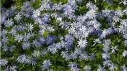 Anemone blanda