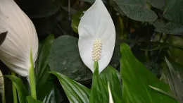 Spathiphyllum