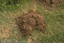 Characteristic crescent-shaped gopher mound with plugged burrow opening