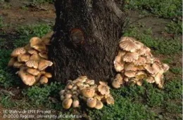 Clusters of beige to light brown Armillaria mushrooms growing at the base of a dark, textured tree trunk, surrounded by green grass.