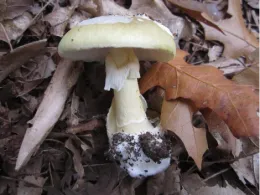 Close-up image of a Poisonous Death Cap mushroom featuring a pale yellowish-green cap and thick stem, surrounded by brown leaves.