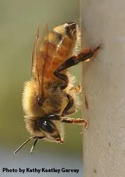 A honey bee, backlighted on her hive. (Photo by Kathy Keatley Garvey)