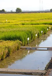 Rice trials at the Rice Experiment Station, Butte County.