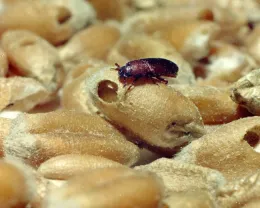 An red brown adult confused flour beetle on top of dried beans.