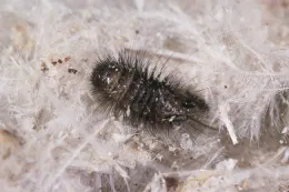 Black grey larva of furniture carpet beetle on white feathers.