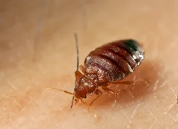 Close up image of adult bed bug.