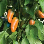 Lunchbox Orange_Johnny's_2021-150