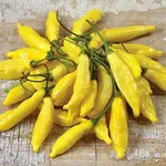 Lemon Drop_Baker Creek_2021-150jpg