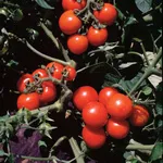 Washington Cherry_Johnny's_2021-150