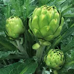 Artichoke_Green Globe_Baker Creek_2021-150