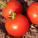 Bloody Butcher_Tomato Fest_2021-150