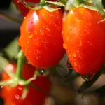 Big Mama_stocksnap.io_2021-150