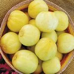 Cucumber_Lemon_High Mowing_2021-150