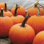 Pumpkin_Cider Jack_High Mowing_2021-150