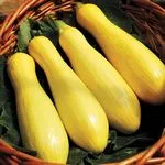 Summer Squash_Success PM Straight Neck_High Mowing_2021-150