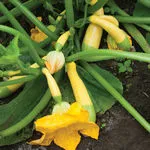 Summer Squash_Zephyr_Johnny's_2021-150