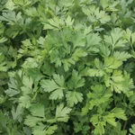 Parsley_Giant of Italy_Johnny's_2021-150