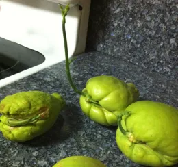 Three green chayote fruits on a dark countertop, with a sprout growing from one of them.