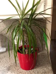 Dracaena or dragon tree houseplant. (A. Schellman)