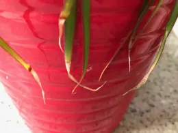 Leaf tips showing salt tip burn damage. (A. Schellman)