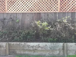 B-vine cut back and lattice installed