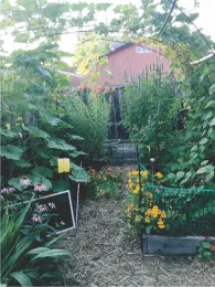 July 2020 Kabocha and Pole Beans