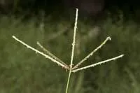 Bermudagrass Inflorescence