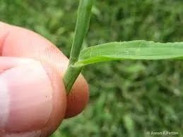 Large Crabgrass Collar