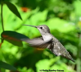 Hummingbirds are part of the UC Davis Biodiversity Museum Day. (Photo by Kathy Keatley Garvey)
